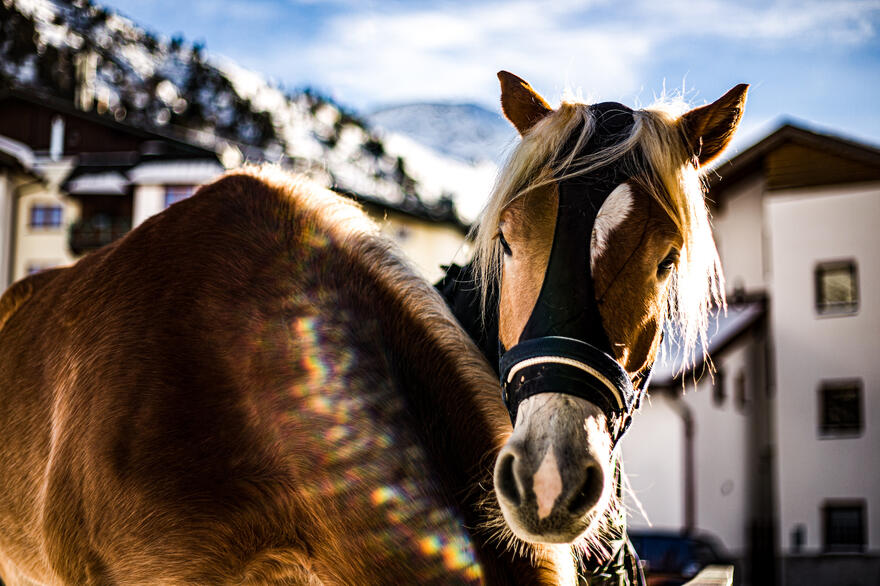 horse at riding holiday in tyrol